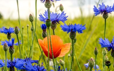 Question orale concernant l&rsquo;évaluation des dispositifs temporaires mis en place sur les terrains de la SAU pendant l&rsquo;été